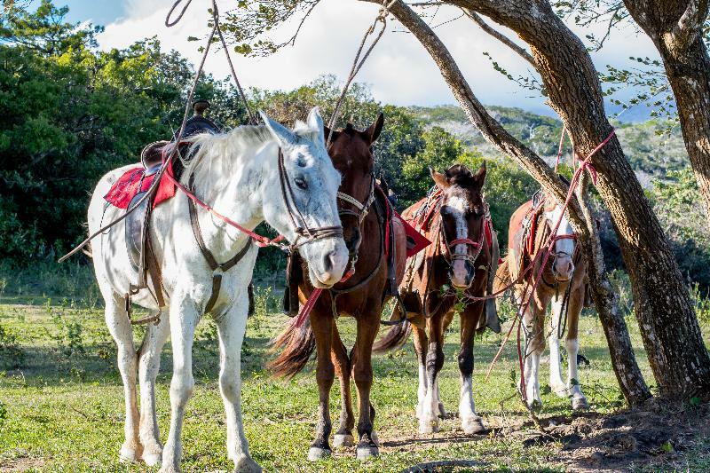Rinconcito Lodge Hacienda Santa María Eksteriør bilde